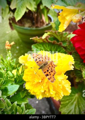Ein Komma-Schmetterling ernährt sich von einer schönen gelben Doppelbegonie Stockfoto