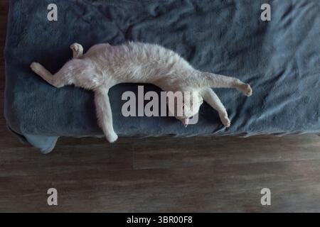 Eine helle Katze dehnt sich bequem auf einer weichen Couch aus, die in einer entspannten Position liegt. Das gemütliche Wohnzimmer wird von warmem Nachmittagssonnenlicht beleuchtet. Stockfoto