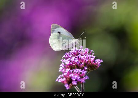 Nahaufnahme eines großen weißen Butterfels oder Kohl White, der auf lila Eisenkraut-Blumen-Fütterung in Wiltshire, Großbritannien, thront Stockfoto