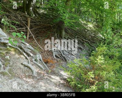 Baumwurzeln verlaufen über den Waldhang. Symbol für Stabilität und Verbindung. Kopierbereich. Stockfoto