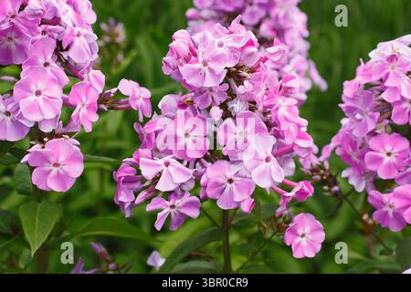 Phlox paniculata 'Lavendelwolke'. Duftende, rosafarbene Blumenhaufen von Staudenphlox im Sommer. Auch Phlox Lavendelwolke genannt. Stockfoto