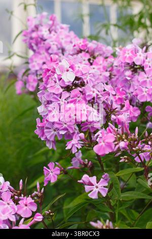Phlox paniculata 'Lavendelwolke'. Duftende, rosafarbene Blumenhaufen von Staudenphlox im Sommer. Auch Phlox Lavendelwolke genannt. Stockfoto