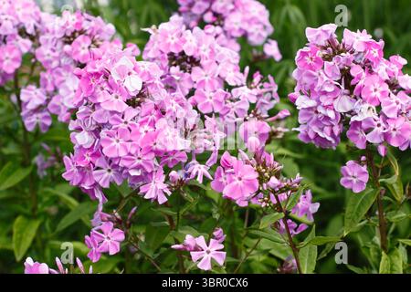 Phlox paniculata 'Lavendelwolke'. Duftende, rosafarbene Blumenhaufen von Staudenphlox im Sommer. Auch Phlox Lavendelwolke genannt. Stockfoto