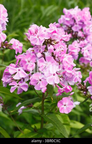 Phlox paniculata 'Lavendelwolke'. Duftende, rosafarbene Blumenhaufen von Staudenphlox im Sommer. Auch Phlox Lavendelwolke genannt. Stockfoto