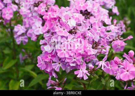 Phlox paniculata 'Lavendelwolke'. Duftende, rosafarbene Blumenhaufen von Staudenphlox im Sommer. Auch Phlox Lavendelwolke genannt. Stockfoto