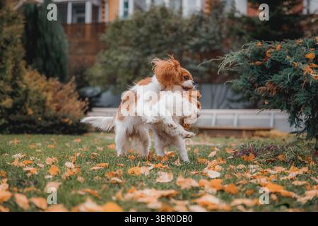 Zwei Kavalier King Charles Spaniels spielen auf Herbstgras, das mit orangefarbenen Blättern bedeckt ist und freudige Energie und natürliche Interaktion mit den Eckzähnen zeigt. Stockfoto