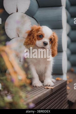 Kavalier King Charles Spaniel Hündchen, der auf einer Holzterrasse in der Nähe der rustikalen blauen Holzwand mit nachdenklicher, ausdrucksstarker Geste steht. Stockfoto