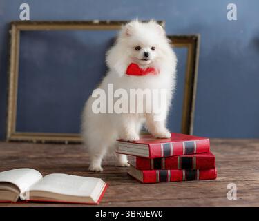 Weißes Pommern mit roter Fliege, die drinnen auf gestapelten roten Büchern steht Stockfoto