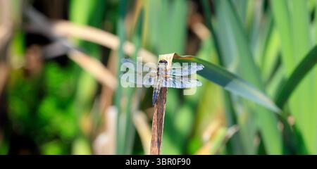 Erwachsene vierfleckige Chaser Dragonfly (Libellula quadrimaculata) Cosmeston Lakes and Country Park, Penarth, Cardiff, South Wales Stockfoto