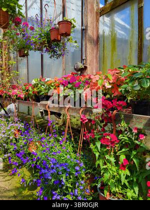 Ein sonniges Gewächshaus voller lebendiger Blumen: Lobelias, Impatiens und Begonien blühen in Reihen brauner Töpfe und rostiger Pflanzgefäße Stockfoto