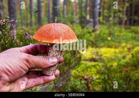Hand mit einem Orangenpilz, der frisch aus dem Wildwald geerntet wird. Nahaufnahme eines Leccinum-Pilzes, der in freier Wildbahn geerntet wurde. Südfinlan Stockfoto