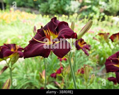 Rote Hemerocallis (Taglilie) mit gelber Mitte blüht in grüner Gartenumgebung. Stockfoto