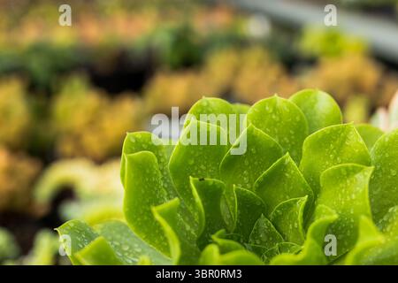 Grüne saftige Rosette glitzert mit Wassertropfen auf der Kinderbank mit verschwommenen Bodenschalen. Pflanzen, botanisch, Natur, minimalistisch, lebendig, frisch Stockfoto