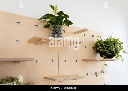 Holzpinnwand mit schwimmenden Regalen für Topfpflanzen an weißer Wand, Kopierraum. Modular, organisatorisch, modern, umweltfreundlich, min Stockfoto