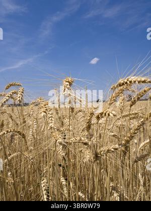 Makro von Weichweizen, bereit für die Ernte im Sommerlicht. Stockfoto