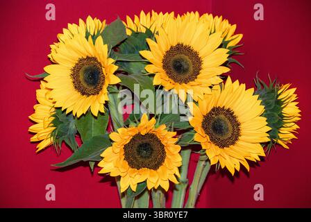 Ein lebhafter Blumenstrauß aus Sonnenblumen (Helianthus annuus) aus dem Westkap, der ihre leuchtend gelben Blüten vor einem tiefroten Hintergrund zeigt. Stockfoto