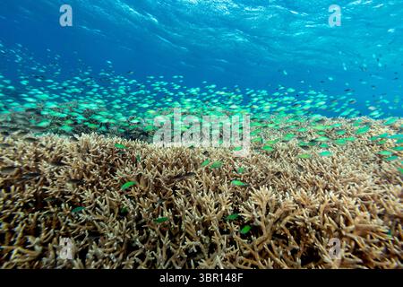 Sehen Sie aus nächster Nähe das winzige Green Chromis, Chromis viridis, Rifffischschule über der Schutzhülle von Staghorn, Acropora cervicornis und Korallen Stockfoto