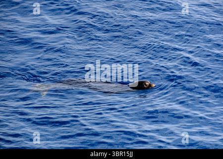 Galapagos-Pelzrobben tauchen im Pazifik auf. Ein endemisches Meeressäugetier von den Galapagos-Inseln, das in seinem natürlichen Lebensraum schwimmt. Stockfoto