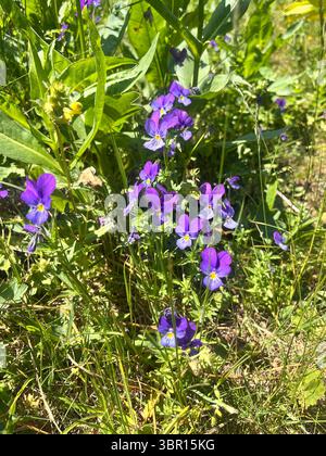 Viola lutea Mountain Stiefmütterchen blüht in natürlichem Lebensraum im Rila Mountain Nature Reserve und Nationalpark, Bulgarien, Balkan, Südosteuropa Stockfoto
