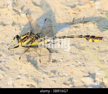 Gelb gestreifte Libelle auf sonnendurchflutetem Boden Stockfoto
