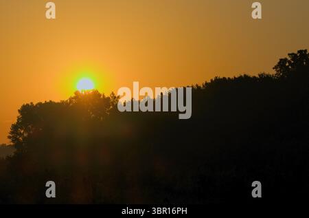 Goldener Sonnenaufgang, Der Durch Die Dichte Baumlinie Blickt Stockfoto