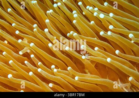 Detailansicht der gelben Tentatkel mit weißen Spitzen der Seeanemone Stockfoto