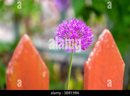 Eine leuchtend violette Blume blüht zwischen zwei hölzernen Zaunpfosten und schafft eine bezaubernde Gartenszene. Stockfoto