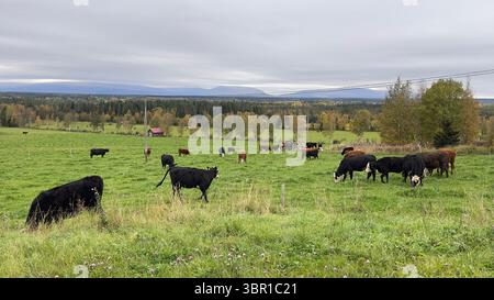 Kühe grasen friedlich auf einer üppigen grünen Weide unter einem bewölkten Himmel, idyllisch und ruhig. Stockfoto