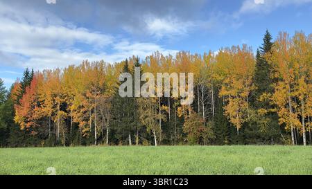 Herbstbäume zeigen wunderschöne goldene und orangene Blätter in einer malerischen Landschaft. Stockfoto