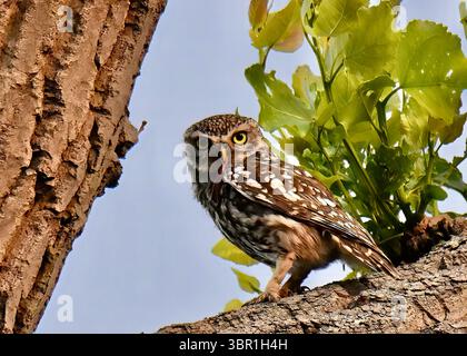Solo kleine Eule (Athene noctua), die auf einem pollard-Baum sitzt und einen Wurm isst, The Regent's Park, London, England Stockfoto