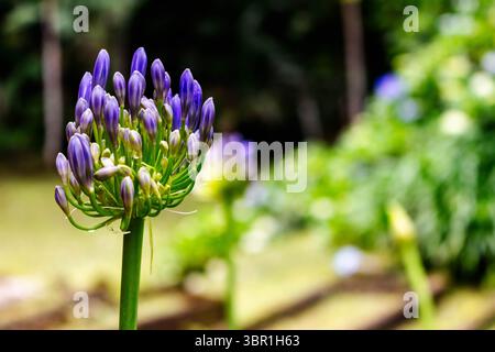 Agapanthus praecox verzaubert mit seinen lila Blüten, die an heißen Sommertagen blühen. Stockfoto