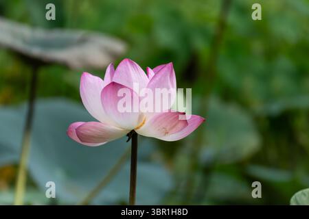 Rosa Lotusblüte in Blüte Stockfoto