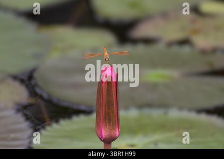Eine Libelle, die auf einer rosa Wasserlilienblüte thront Stockfoto
