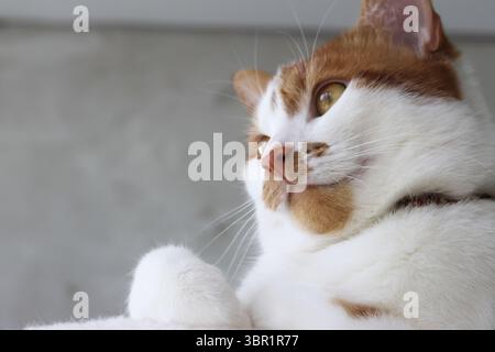 Die Katze sitzt mit einem nachdenklichen Blick. Die Katze ist Ingwer mit weißen Flecken. Nahaufnahme. Stockfoto