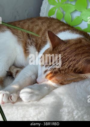 Katze schläft eingekuschelt. Rote und weiße Katze. Nahaufnahme. Stockfoto