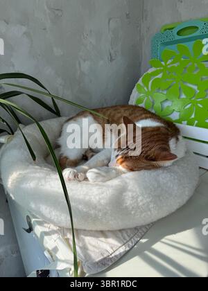 Ein Ingwer und eine weiße Katze, die in einem Bett schläft. Stockfoto