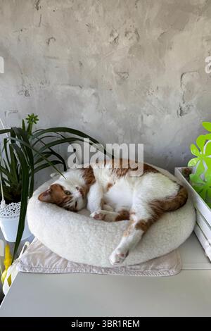 Ein Ingwer und eine weiße Katze, die in einem Bett liegt. Stockfoto