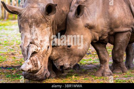 Zwei weiße Nashörner (Ceratotherium simum) kuscheln zärtlich auf offenem Grasland, ihre massiven Hörner und faltigen Häute fangen weiches Morgenlicht ein Stockfoto