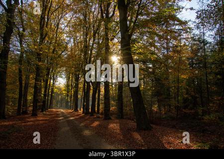Morgensonnen, die durch die Bäume strahlen, vertreiben den Nebel. Doetinchem in Achterhoek, Provinz Gelderlands, Niederlande. Wandern oder Radfahren Stockfoto