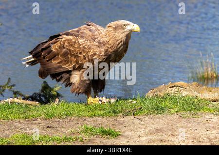 Ein hungriger Seeadler reißt seine Beute auf und genießt sein Abendessen. Besser nicht stören. Stockfoto