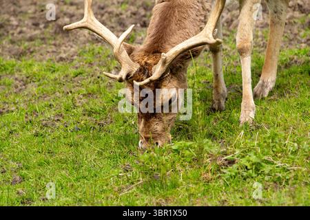 Ein junger männlicher Damhirsch weidet auf der Wiese. Das Gras konsumieren und das Mittagessen am Frühlingsmittag genießen, seinen Apfel stillen. Stockfoto