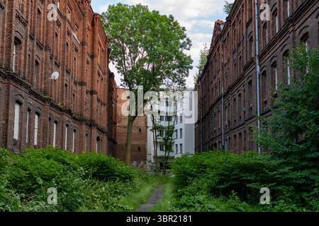 Innenhof in der Nähe von Manufaktura, flankiert von verlassenen alten Backsteinhäusern auf beiden Seiten. In der Mitte steht ein restauriertes Haus, umgeben von bewachsenen Stockfoto
