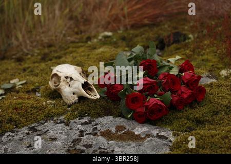 Hirschschädel und rote Rosen auf einem moosigen Felsen. Stockfoto