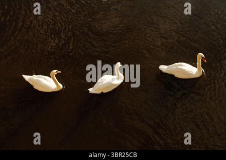Three swans swimming in line in river Severn in Worcester, England, UK. Stockfoto