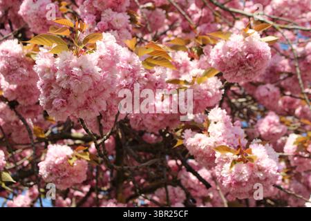 Eine Nahaufnahme eines Kirschbaums, der im Frühling blüht. Stockfoto