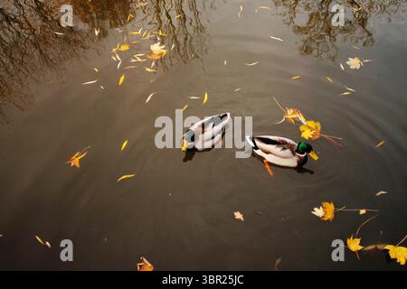 Zwei männliche Stockenten, die im Herbst in Worcester, England, im Fluss Severn schwimmen, fotografiert aus der Vogelperspektive. Stockfoto