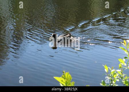 Ein eurasischer Huhn schwimmt auf einem Teich. Stockfoto