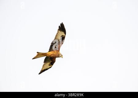 Rotmilan (Milvus Milvus) im Flug Stockfoto