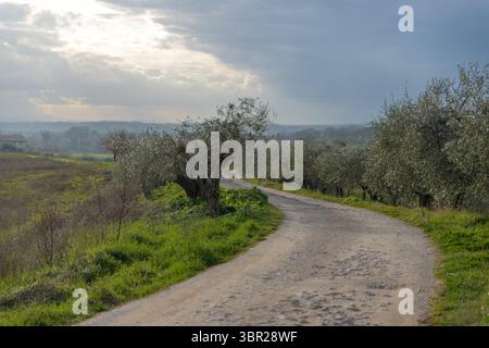 Landstraße gesäumt von Olivenbäumen in Umbrien, Italien, unter bewölktem Himmel, typische ländliche Landschaft in der Nähe von Assisi oder Spello im Spätherbst. Stockfoto