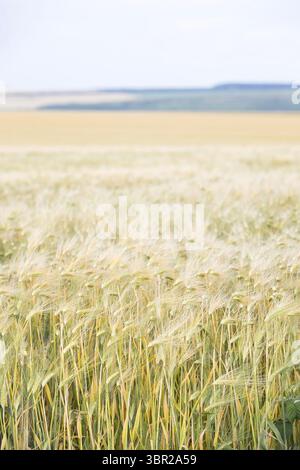 Grünes Gerstenfeld vor der Ernte. Unreife Gerstenohren winken unter hellem Sommerhimmel - natürlicher landwirtschaftlicher Hintergrund mit ländlicher Atmosphäre. Stockfoto